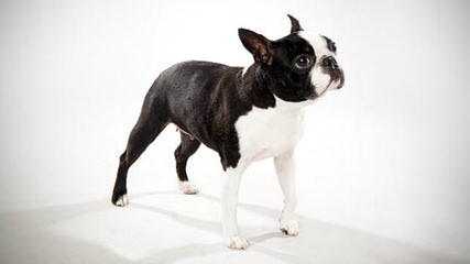 Bouncy Boston Terriers - Dog and Puppy Pictures