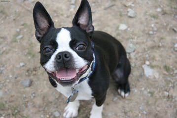 Reed’s Boston Terriers - Dog Breeders