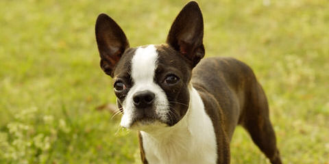 Gorgeous Brindle Boston Terrier Stud! - Dog Breeders