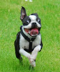 Boston Terrier & Chihuahuas - Dog Breeders