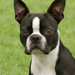 Boston Terrier & Chihuahuas - Dog and Puppy Pictures