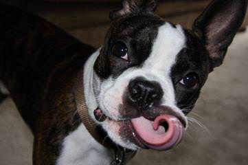 Ckc Registered Boston Terrier Stud Service - Dog Breeders