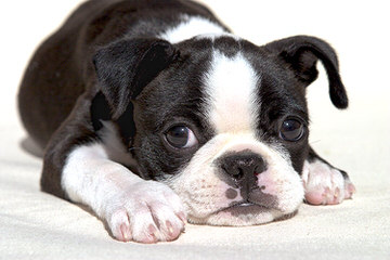 Champion Bloodline Boston Terrier Puppies - Dog Breeders