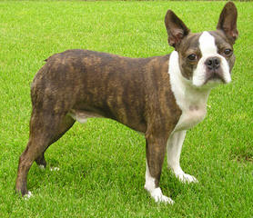 Gorgeous Brindle Boston Terrier Stud! - Dog and Puppy Pictures