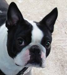 Gorgeous Brindle Boston Terrier Stud! - Dog and Puppy Pictures