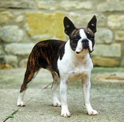 Champion Bloodline Boston Terrier Puppies - Dog Breeders