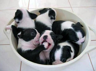 We Have Have A Litter Of Boston Terriers - Dog Breeders