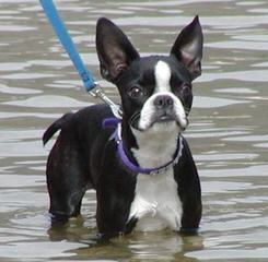 Rhondanas Boston Terriers - Dog Breeders