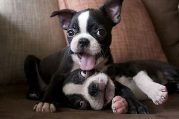 Akc Registered Boston Terrier For Stud - Dog and Puppy Pictures