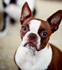 Boston Terriers - Dog and Puppy Pictures