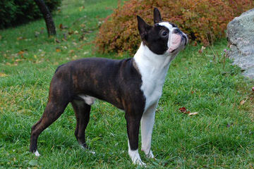 Reed’s Boston Terriers - Dog and Puppy Pictures