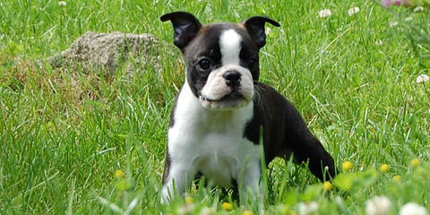 Rhondanas Boston Terriers - Dog Breeders