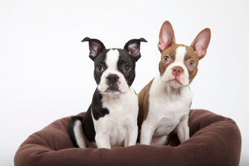 Hillbilly Boston Terriers “Proudly made in USA” - Dog and Puppy Pictures