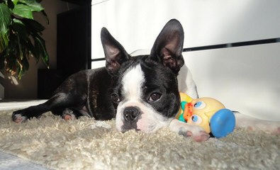 Rhondanas Boston Terriers - Dog and Puppy Pictures