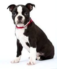 Hillbilly Boston Terriers - Dog Breeders