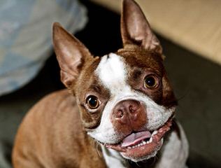 Quality Boston Terriers & Pups Will Travel - Dog Breeders