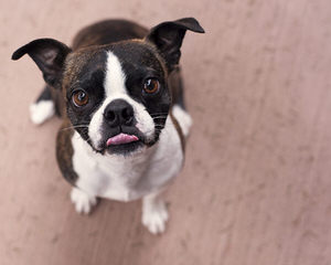 kats boston terriers - Dog Breeders