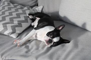 Ckc Registered Boston Terrier Stud Service - Dog and Puppy Pictures