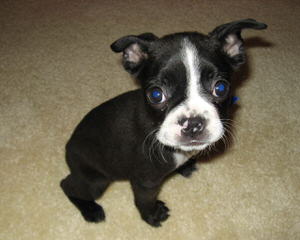 We Have Have A Litter Of Boston Terriers - Dog and Puppy Pictures