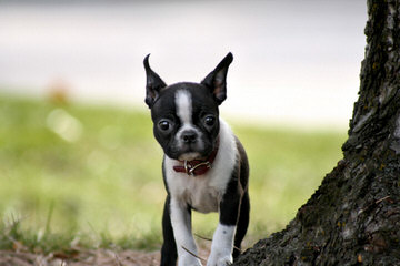 Ckc Registered Boston Terrier Stud Service - Dog Breeders