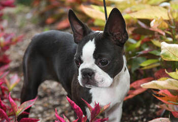 Boston Terrier & Chihuahuas - Dog and Puppy Pictures