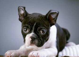 Bugg Puppies And Boston Terrier Puppies - Dog and Puppy Pictures