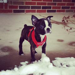 Reed’s Boston Terriers - Dog and Puppy Pictures