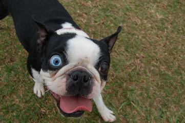 Akc Purebred Boston Terriers Champion Lines - Dog Breeders