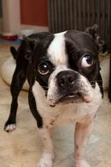 House of Hepley Boston Terriers - Dog Breeders