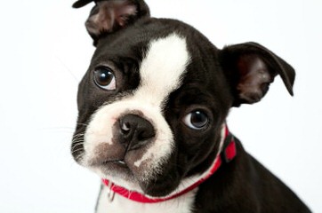 Denning Farms Boston Terrier - Dog Breeders