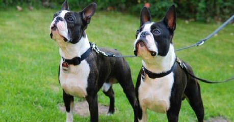 Hillbilly Boston Terriers - Dog Breeders