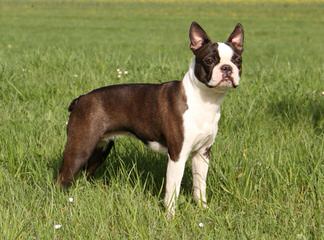 Gorgeous Brindle Boston Terrier Stud! - Dog Breeders