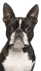 House of Hepley Boston Terriers - Dog Breeders