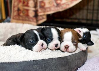 Akc Boston Terrier Puppies - Dog and Puppy Pictures