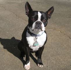 Boston Terrier Puppy For Sale - Dog Breeders