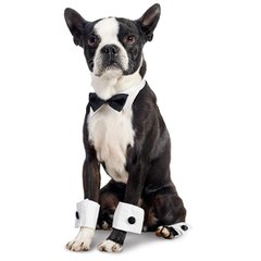 Akc Boston Terriers Now Available - Dog and Puppy Pictures