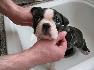 Boston Terrier Puppies Due Soon - Dog Breeders