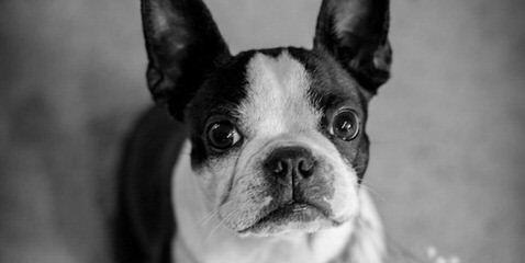 Boston Terrier-Purebread Juvenile - Dog and Puppy Pictures