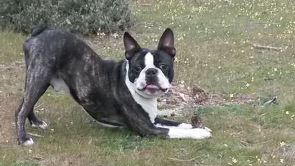 Akc Purebred Boston Terriers Champion Lines - Dog and Puppy Pictures