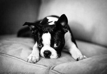 Quality Boston Terriers & Pups Will Travel - Dog Breeders