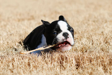 Male To Stud - Dog and Puppy Pictures