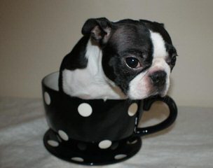 House of Hepley Boston Terriers - Dog Breeders