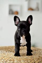 Champion Bloodline Boston Terrier Puppies - Dog and Puppy Pictures