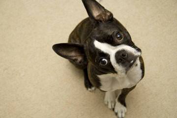 Reed’s Boston Terriers - Dog Breeders