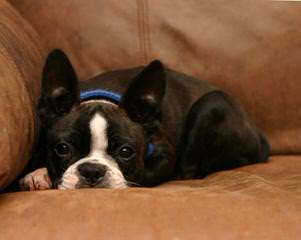 Ohio Boston Terrier’s - Dog Breeders