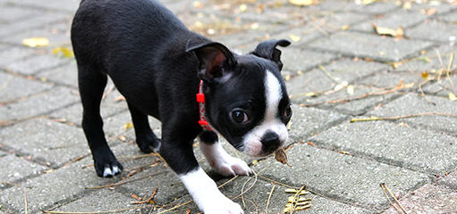 Akc Registered Boston Terrier For Stud - Dog Breeders