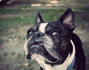 kats boston terriers - Dog Breeders