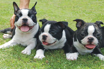 Denning Farms Boston Terrier - Dog and Puppy Pictures