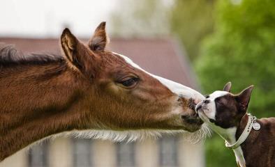 We Have Have A Litter Of Boston Terriers - Dog Breeders