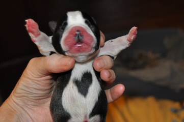 Boston Terrier Puppies Due Soon - Dog and Puppy Pictures